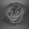 BW Rose Head on Frame